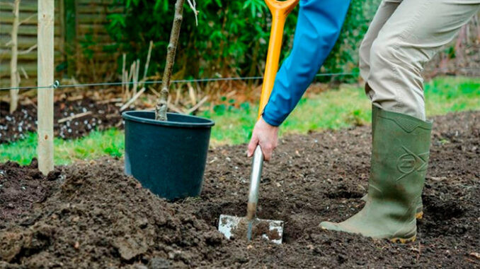 Complete Care Cycle for Decorative Plants